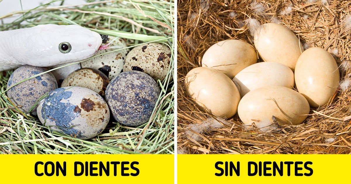 Científicos explican la posible causa de la ausencia de dientes en las aves