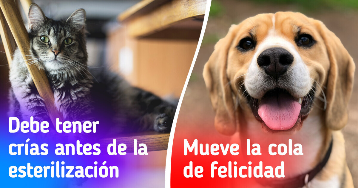 Desmintiendo 9 falsas creencias sobre animales que siguen engañando a la gente Desmintiendo 9 falsas creencias sobre animales que siguen engañando a la gente