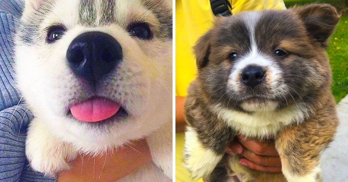 20+ Animales que están compuestos de encanto en un 90 % 20+ Animales que están compuestos de encanto en un 90 %