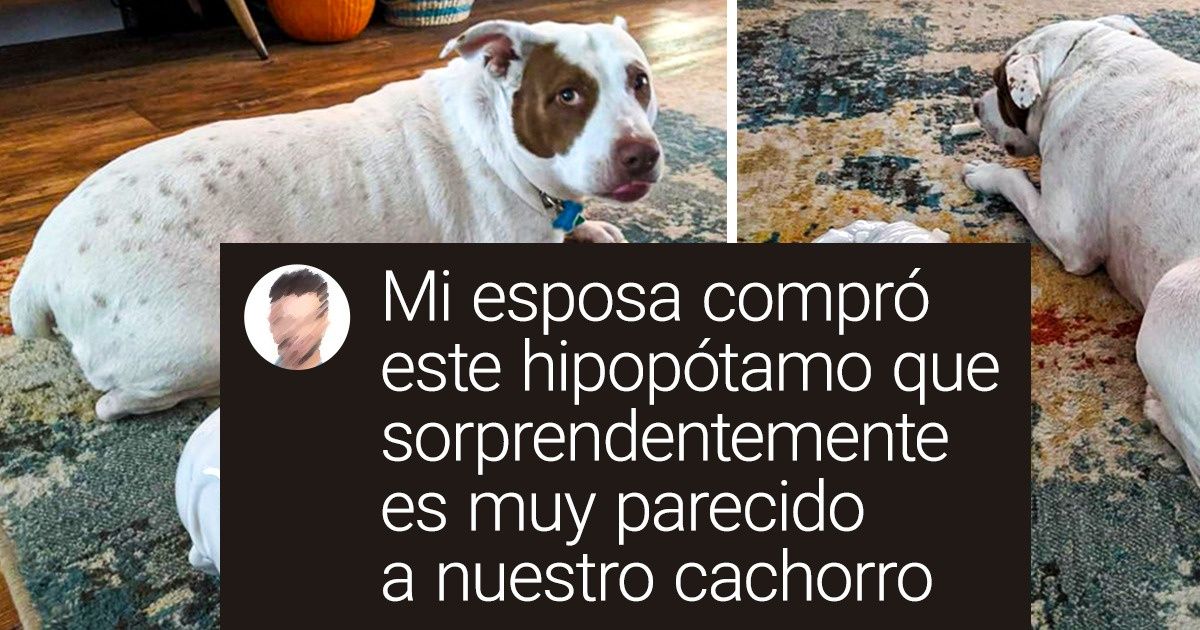 19 Maridos que se jactan de tener esposas cuya manera de hacer las cosas puede resultar magistral 19 Maridos que se jactan de tener esposas cuya manera de hacer las cosas puede resultar magistral