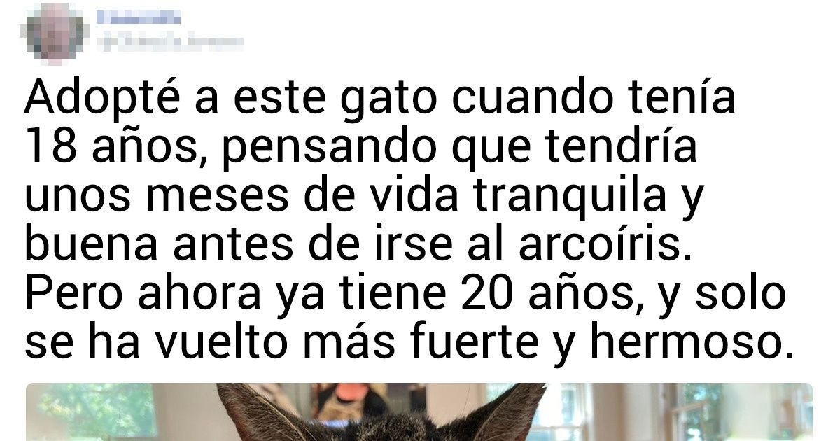 20 Animales carismáticos cuya magnificencia nos dejó sin aliento 20 Animales carismáticos cuya magnificencia nos dejó sin aliento