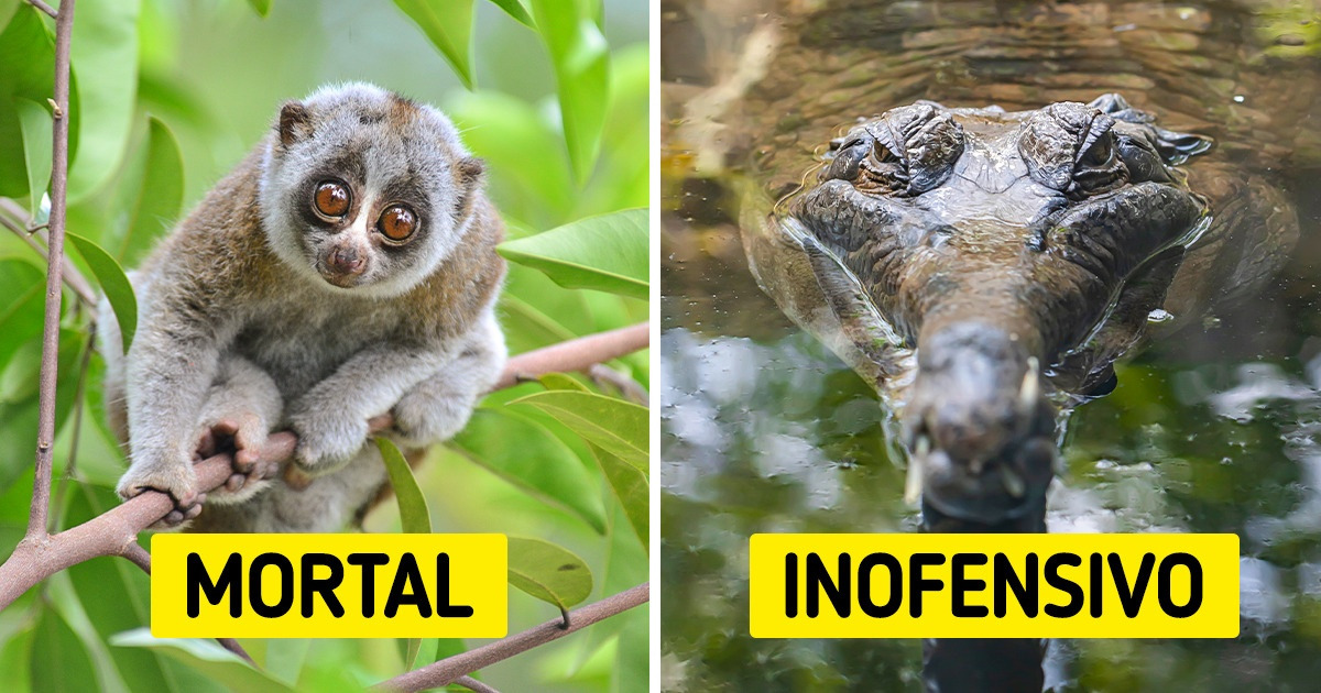 11 Animales que rompen los estereotipos que teníamos de ellos