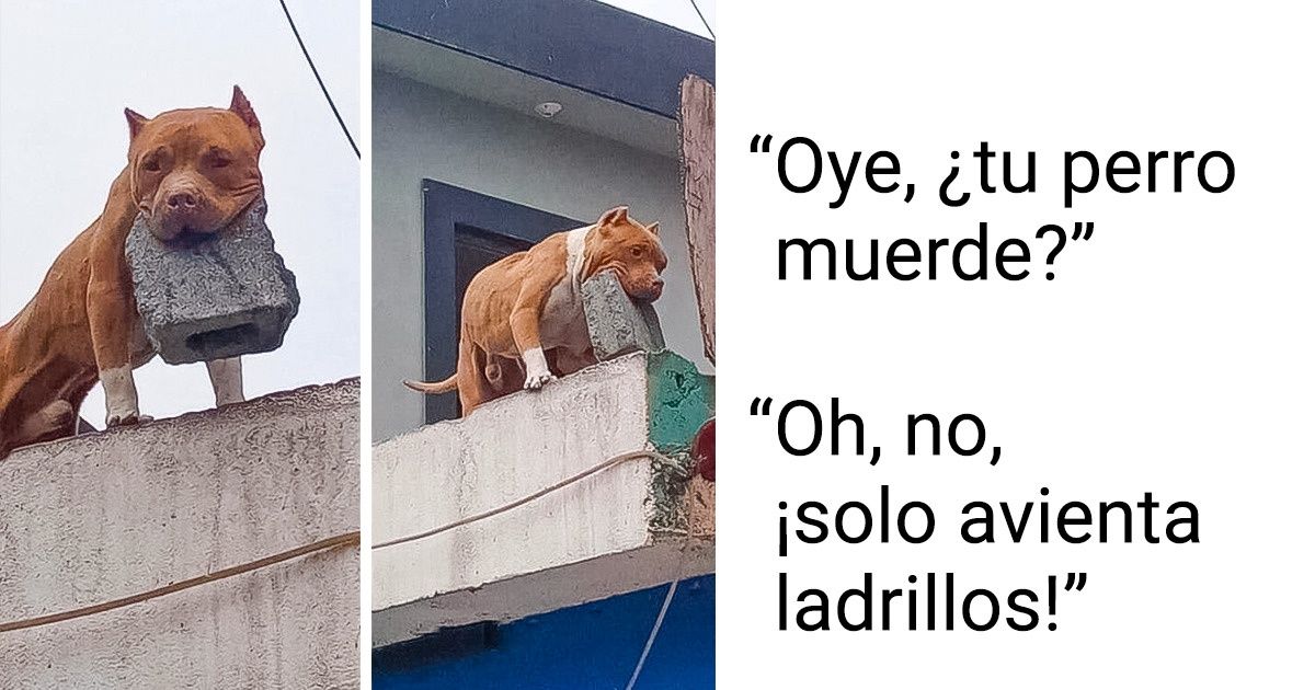 20+ Fotos que demuestran que la vida con mascotas nunca es aburrida 20+ Fotos que demuestran que la vida con mascotas nunca es aburrida