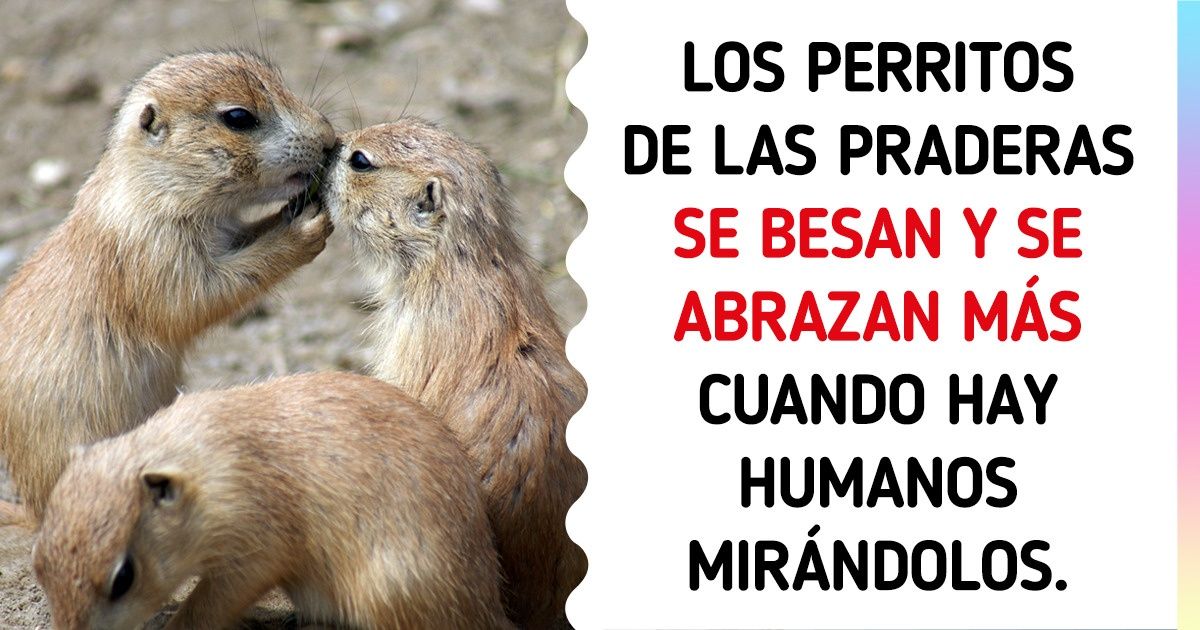 22 Datos sobre animales que no nos enseñaron en las clases de Biología 22 Datos sobre animales que no nos enseñaron en las clases de Biología