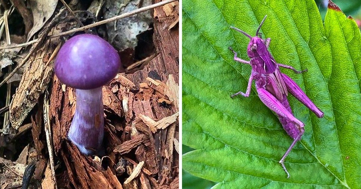 17 Veces en que la naturaleza nos maravilló con los colores que eligió para sus creaciones 17 Veces en que la naturaleza nos maravilló con los colores que eligió para sus creaciones