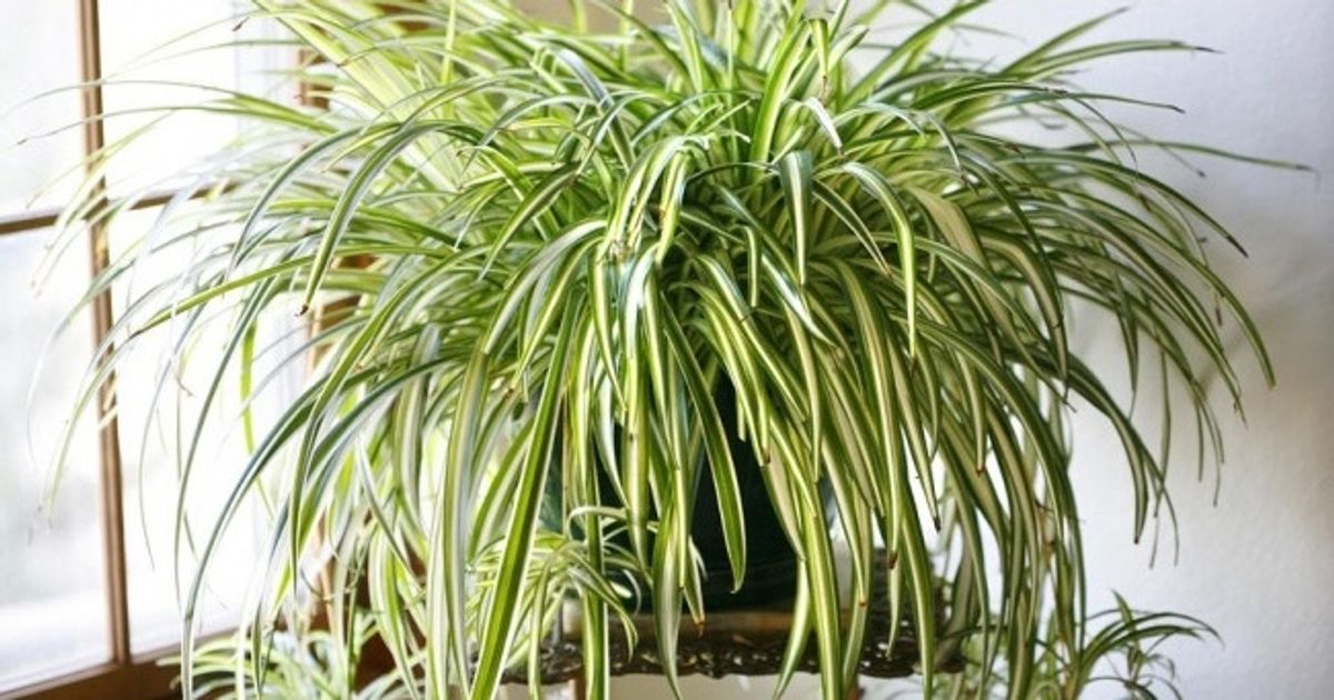8 Plantas que limpian el aire de tu casa u oficina 8 Plantas que limpian el aire de tu casa u oficina