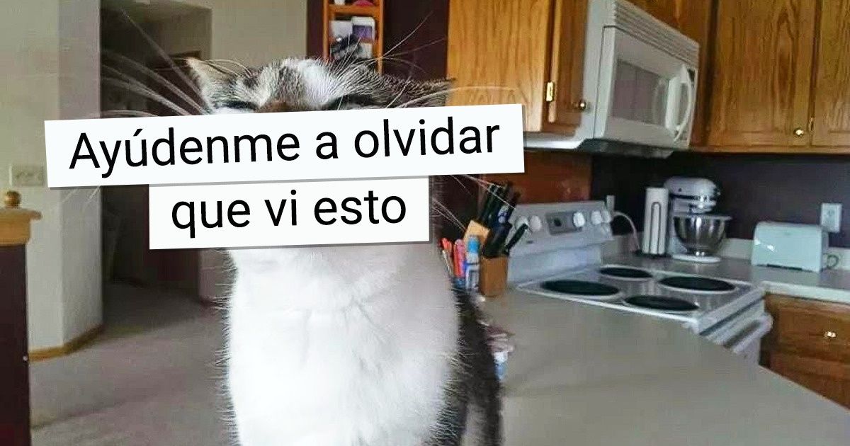 20+ Gatos a los que a veces se les olvida que tienen que ser unos lindos peludos