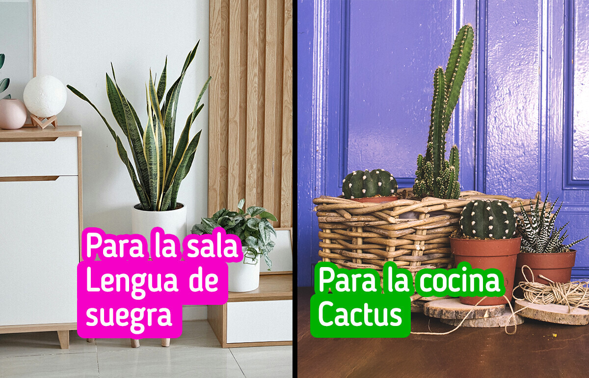 18 Flores y plantas que pueden llenar de vida un hogar minimalista sin saturarlo 18 Flores y plantas que pueden llenar de vida un hogar minimalista sin saturarlo
