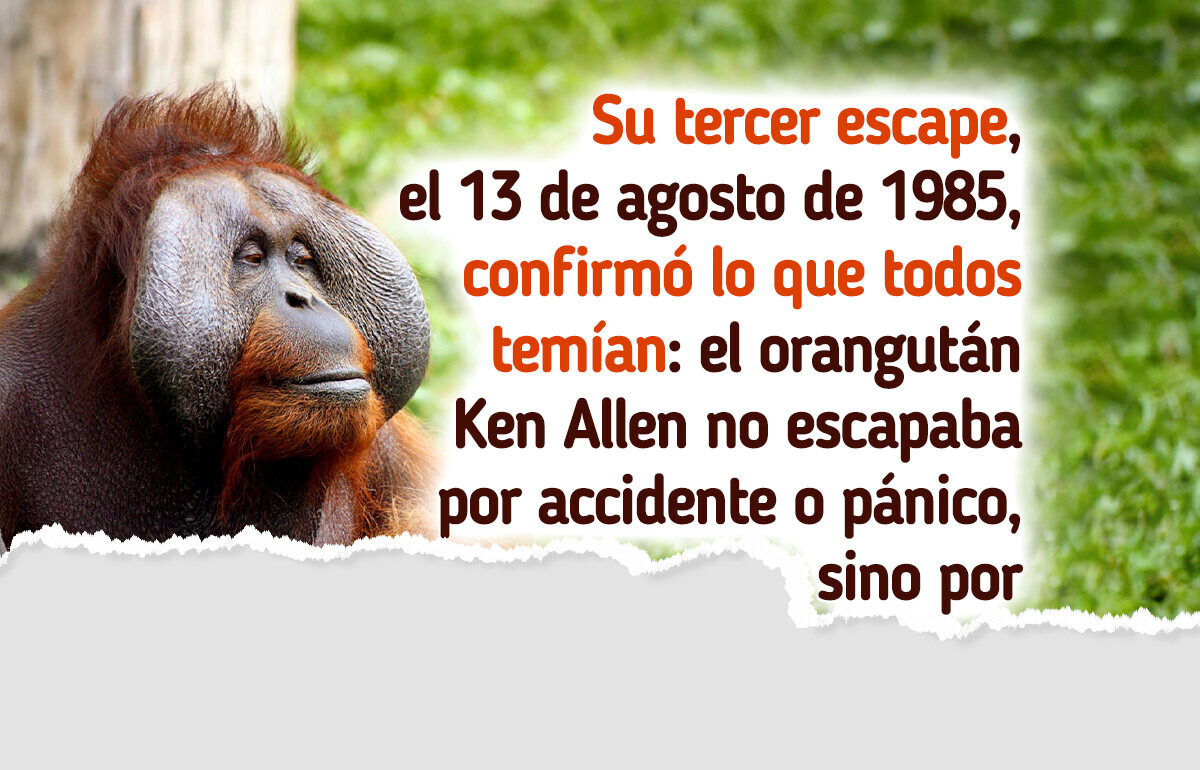 Ken Allen, el orangután que escapaba de su recinto en el zoo de maneras tan ingeniosas que dejaba a todos boquiabiertos