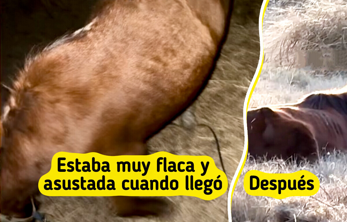 Esta yegua llegó sola a pedir ayuda y se encontró con un héroe que la salvó