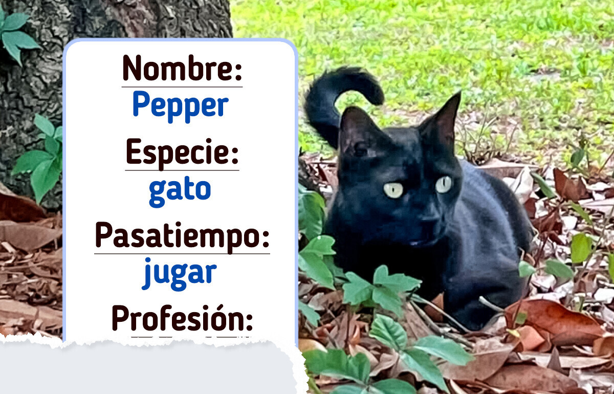 Pepper: el gato que sin querer terminó ayudando más a la ciencia que muchos humanos