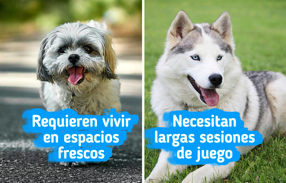 11 Razas de perros y sus peculiaridades que los veterinarios no siempre revelan