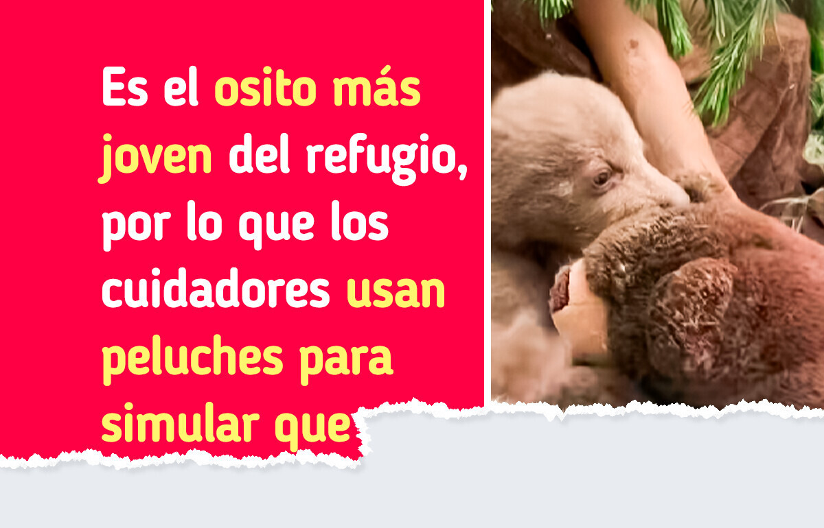 Un pequeño osito perdió a su mamá, pero gana miles de corazones más en su nuevo hogar Un pequeño osito perdió a su mamá, pero gana miles de corazones más en su nuevo hogar
