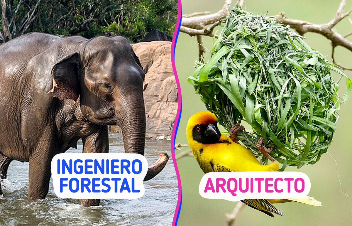 10 Animales que nos demuestran que los trabajos no son solo de humanos 10 Animales que nos demuestran que los trabajos no son solo de humanos