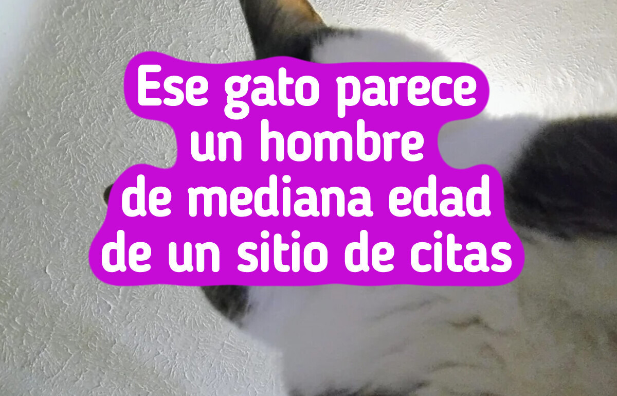 19 Gatos que viven cada día como una montaña rusa emocional