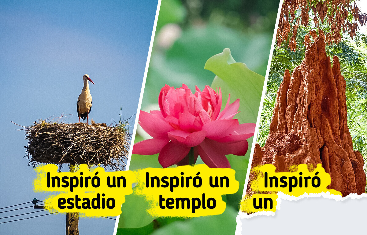 15 Veces en que la naturaleza inspiró a los arquitectos a diseñar estructuras casi vivas