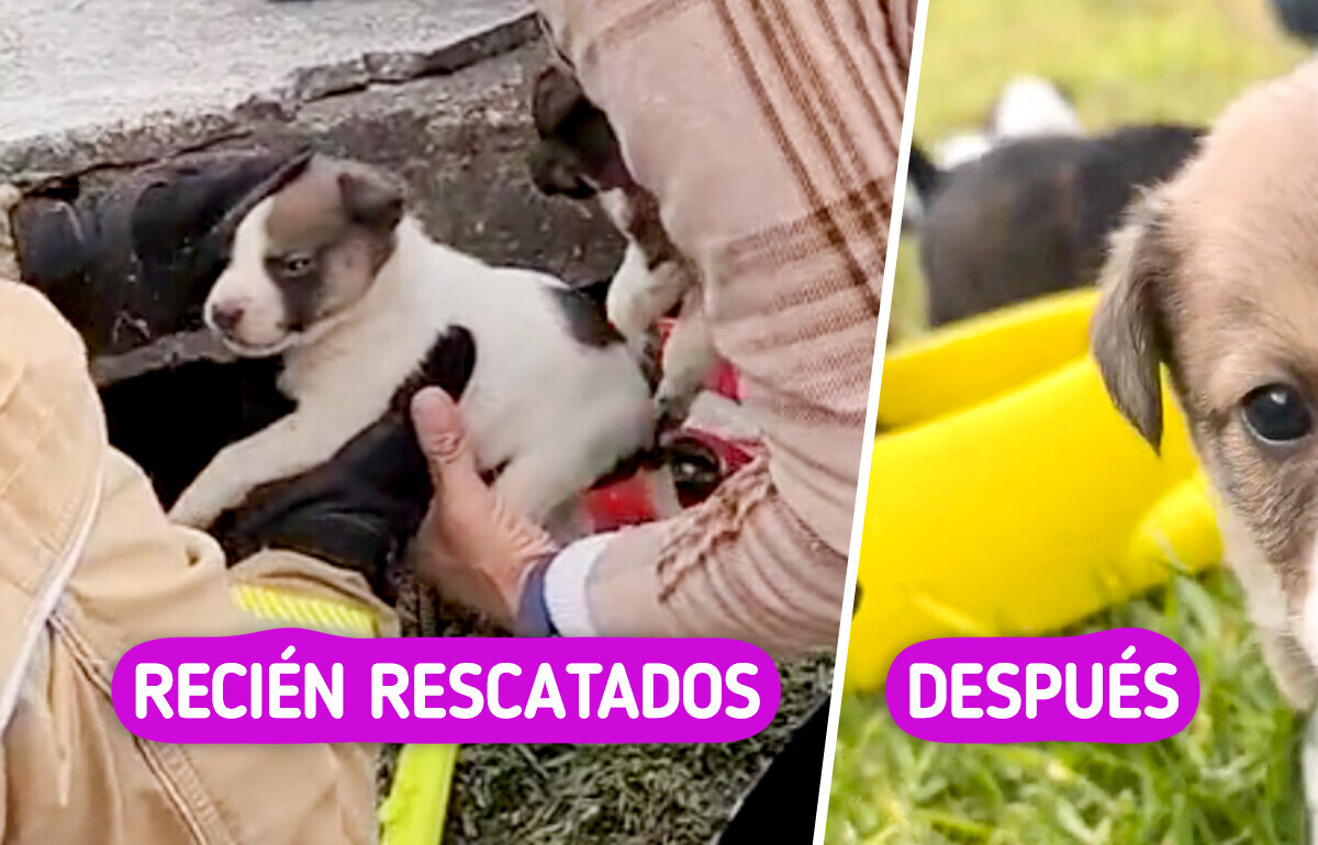 El emotivo rescate de una perrita que cuidaba a sus crías bajo tierra tocó miles de corazones