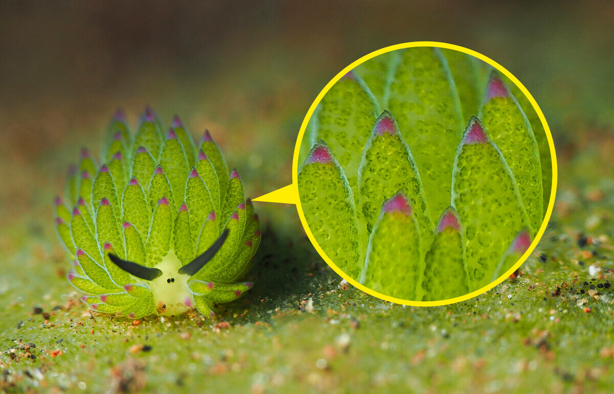 10 Animales con los cuales la naturaleza quería impresionar a todos (y se excedió) 10 Animales con los cuales la naturaleza quería impresionar a todos (y se excedió)