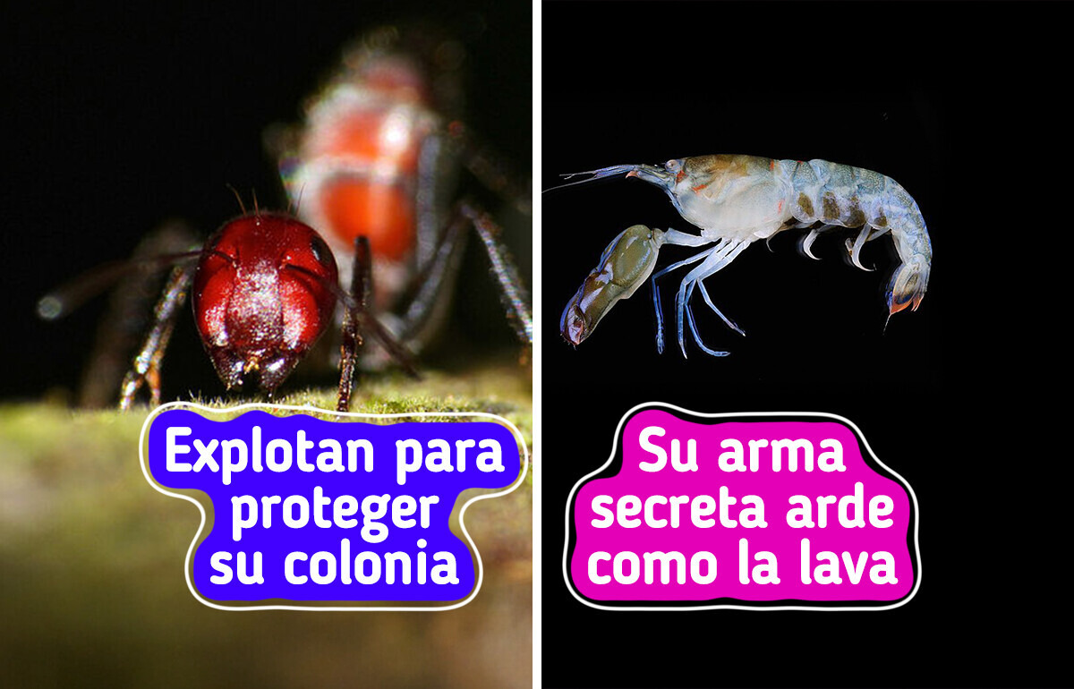 10 Comportamientos de animales que nos hacen cuestionarnos qué es real y qué no