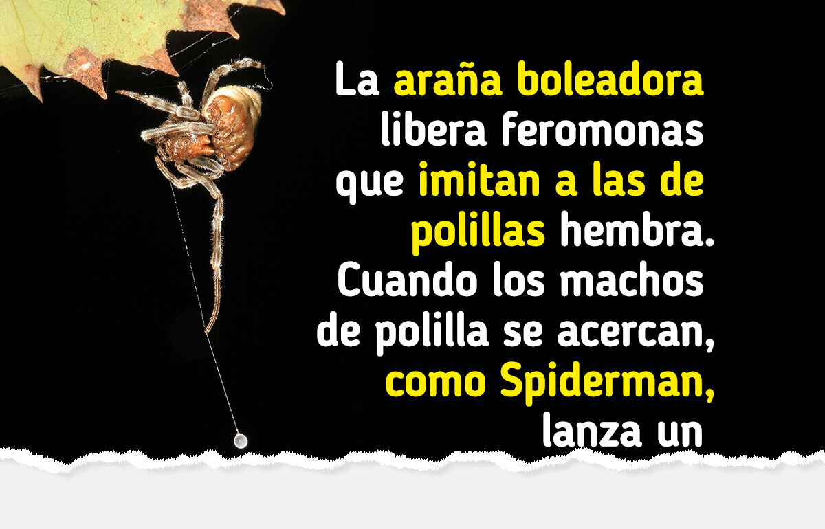 8 Animales cuyas estrategias de caza son tan inteligentes que parecen juegos mentales 8 Animales cuyas estrategias de caza son tan inteligentes que parecen juegos mentales