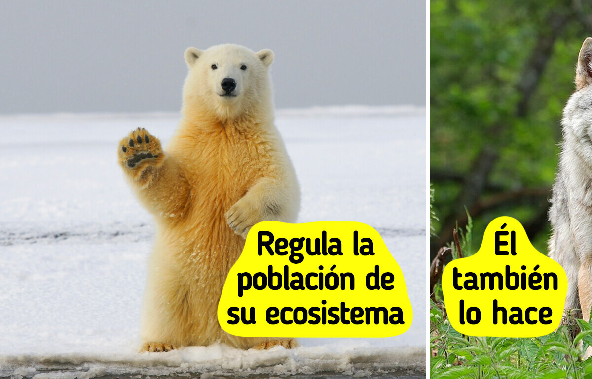 Conoce algunos de los animales que salvan ecosistemas enteros alrededor del mundo