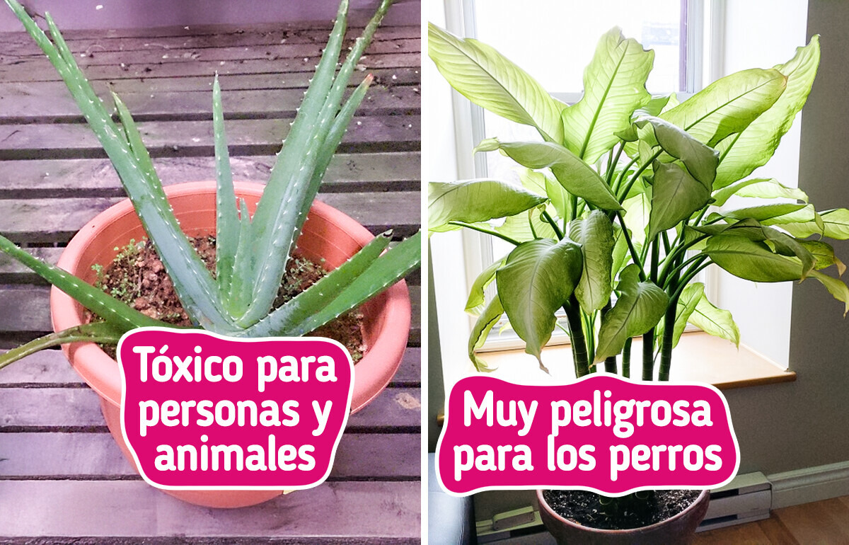 Estas 10 plantas decorativas pueden hacerte daño (aunque no lo parezca)