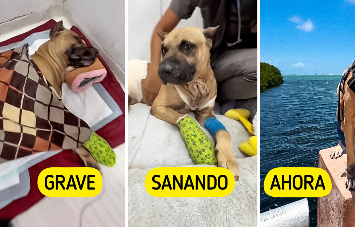 Blu, el perrito que sobrevivió a la crueldad humana, ahora busca justicia y un hogar lleno de amor Blu, el perrito que sobrevivió a la crueldad humana, ahora busca justicia y un hogar lleno de amor