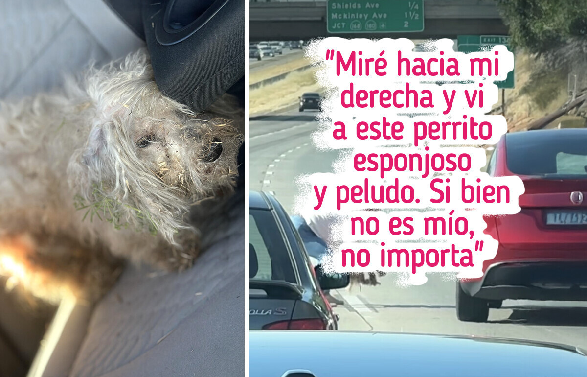 Un perrito solo y aterrorizado en medio del tráfico encontró a su heroína de forma inesperada