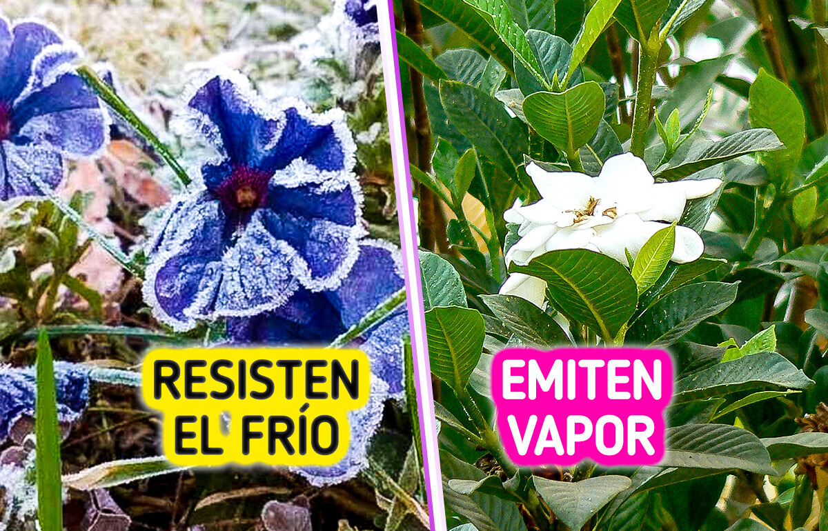 10 Insólitas flores cuyas modificaciones genéticas podrían desafiar a cualquier película de ciencia ficción