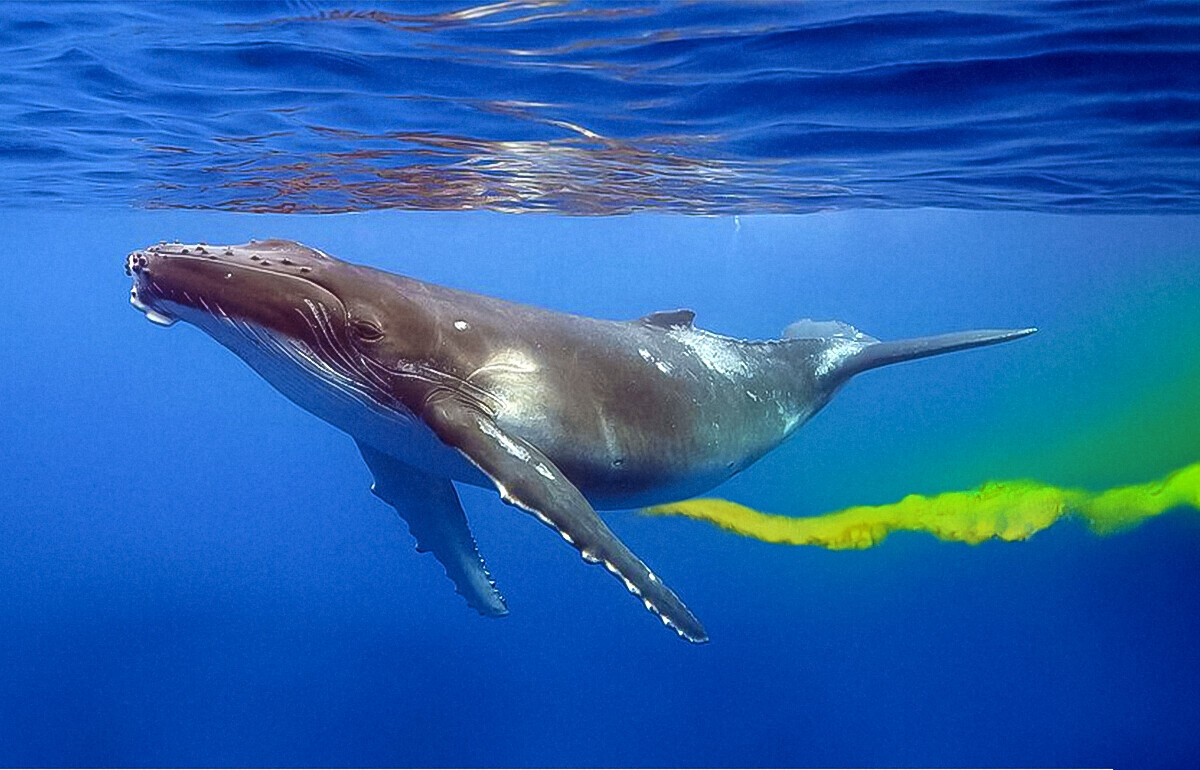El curioso rol que la orina de ballena tiene en la salud del planeta, según la ciencia El curioso rol que la orina de ballena tiene en la salud del planeta, según la ciencia