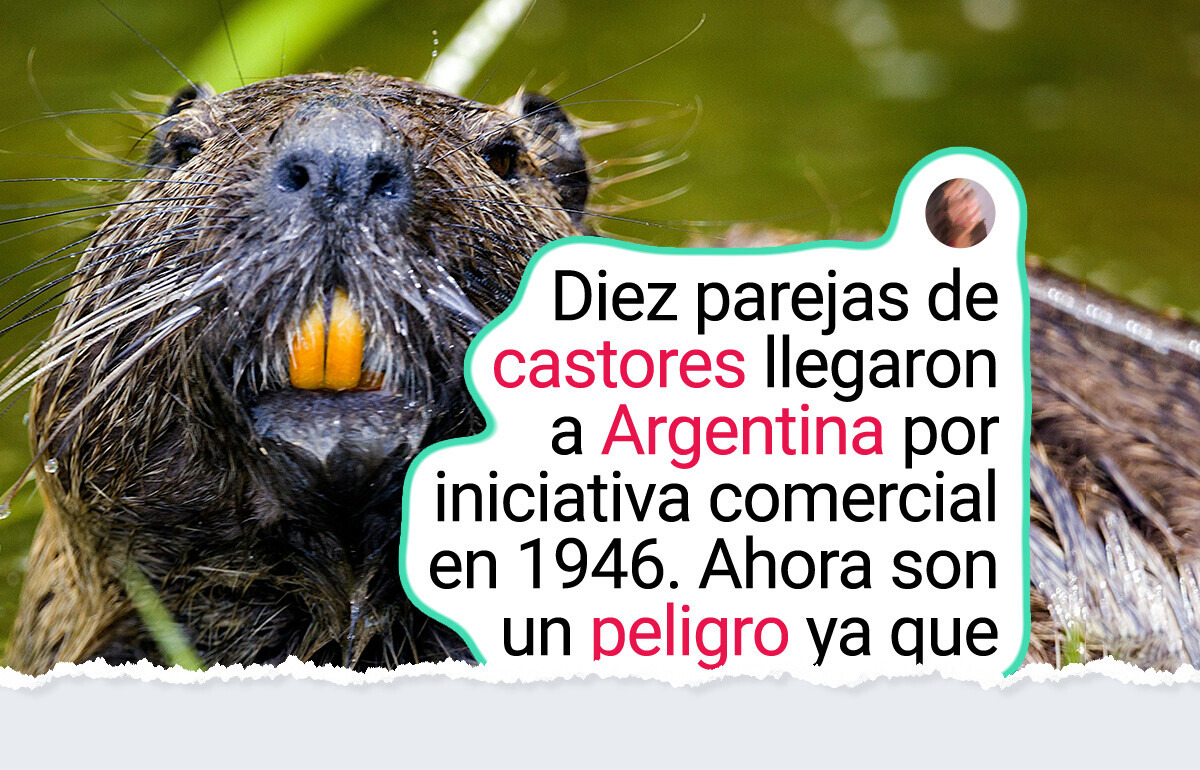 5 Animales que parecen inofensivos, pero están alterando la naturaleza en su nuevo hogar