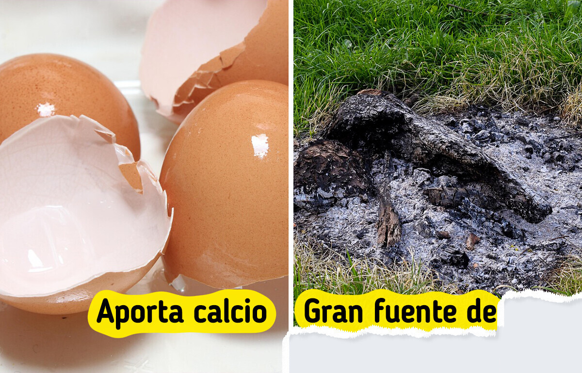 11 Trucos caseros que transformarán el cuidado de tus plantas para que luzcan saludables todo el año
