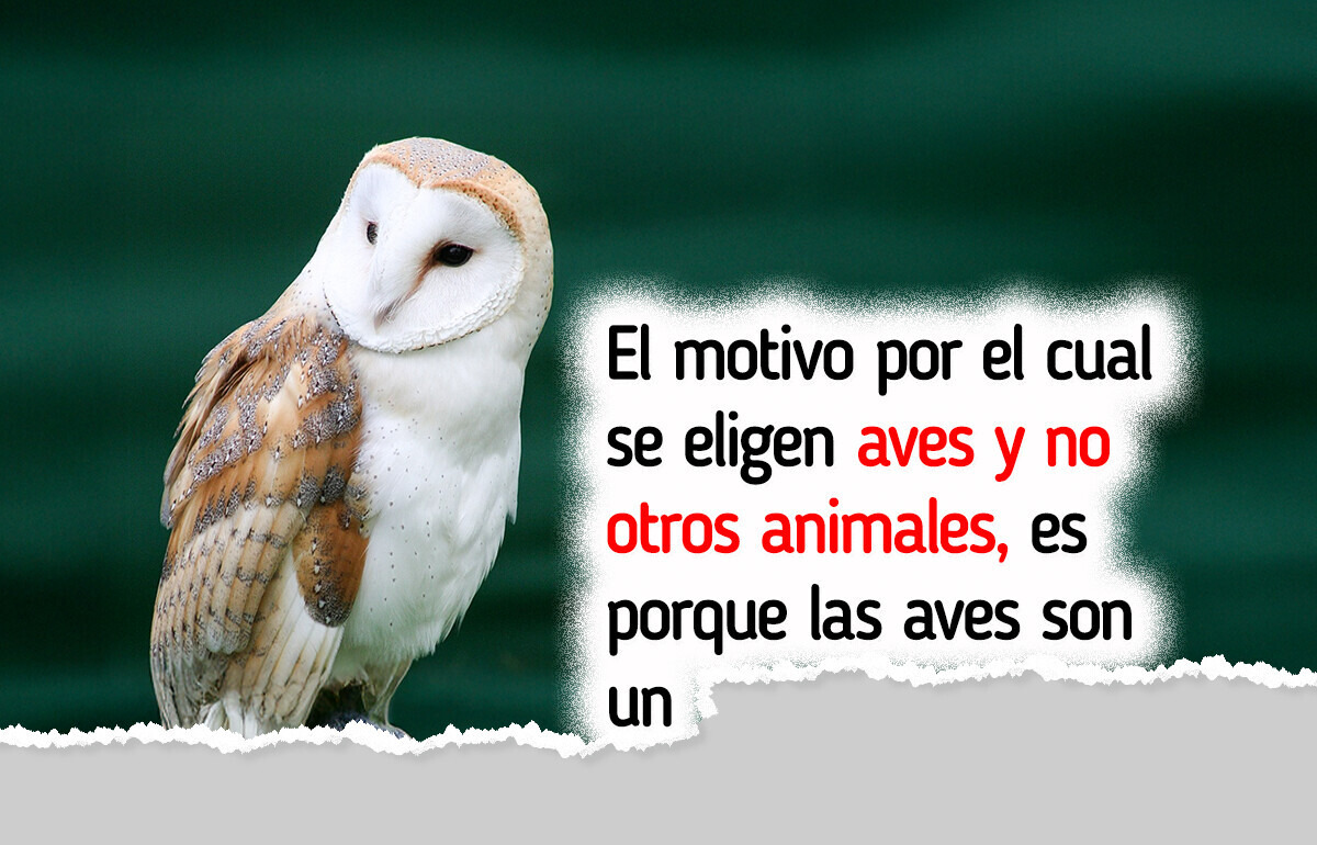 ¿Por qué elegir un ave del año es fundamental para el bienestar ambiental? Te contamos los motivos