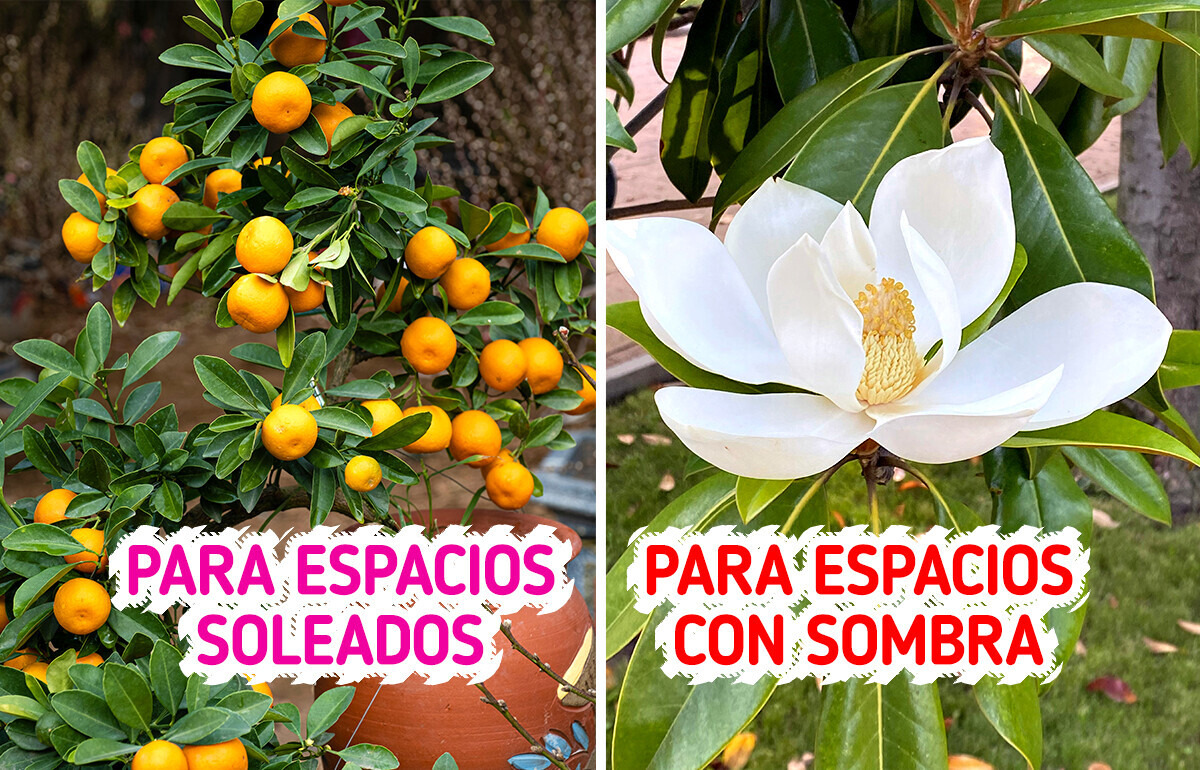 17 Encantadores árboles de maceta que podrían transformar tus espacios en un pequeño bosque