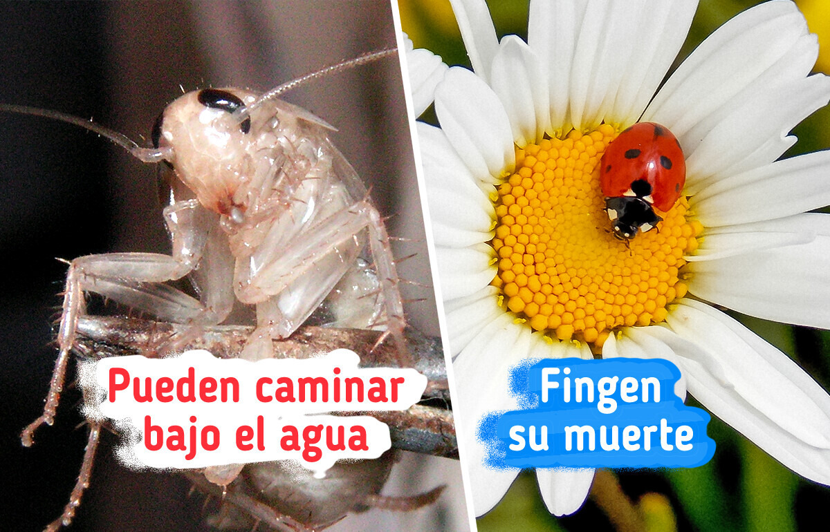 20+ Fascinantes datos sobre insectos que podrían probar que su mundo es más grande de lo que parece