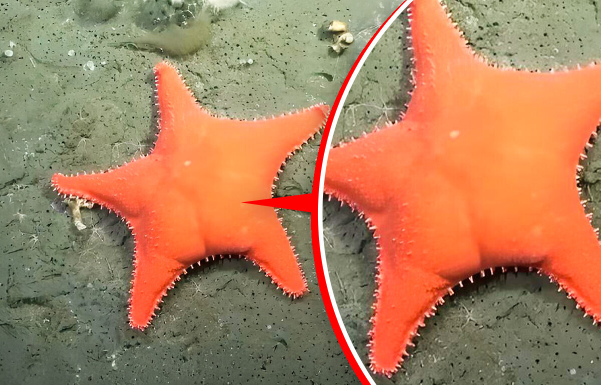 Así es la exploración submarina que muestra en directo los secretos que esconde el Atlántico Sur