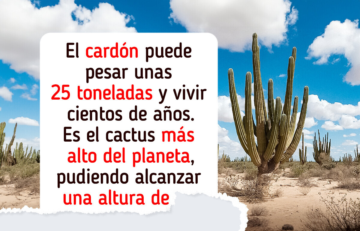 Datos que revelan la poderosa (y poco conocida) influencia de los cactus en el ecosistema y la cultura