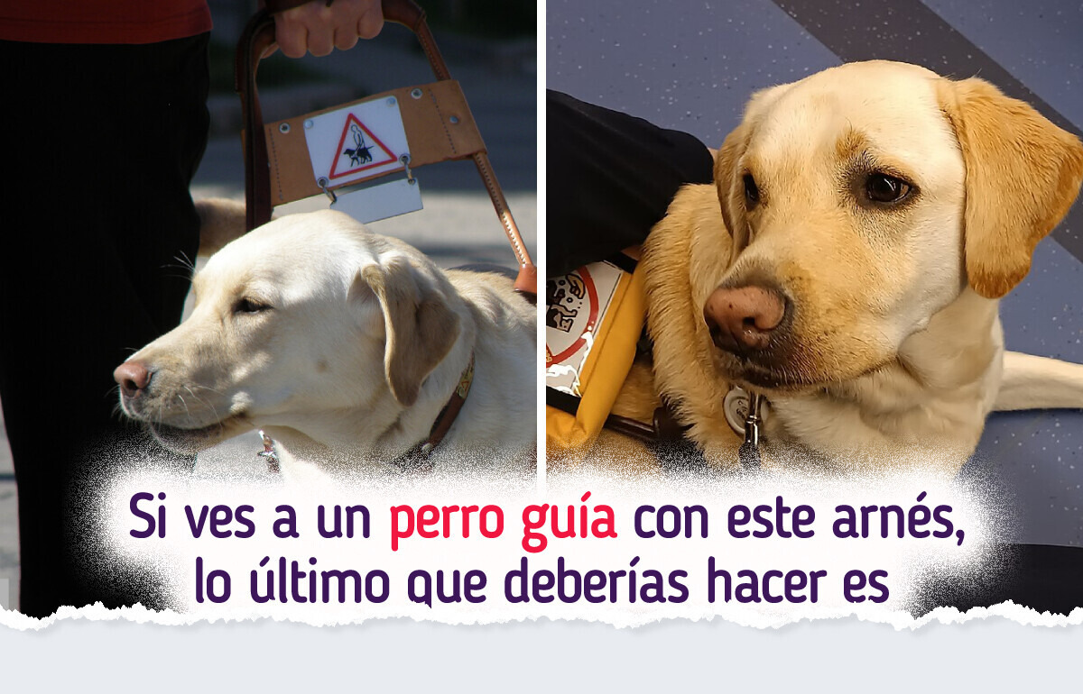 8 Reglas de oro que debes saber antes de acercarte a un perro guía
