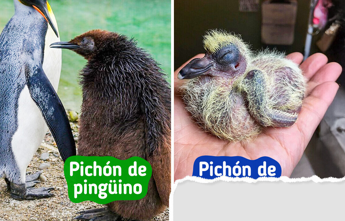 10 Pichones de aves que parecen más de otro mundo que de sus propios padres 10 Pichones de aves que parecen más de otro mundo que de sus propios padres
