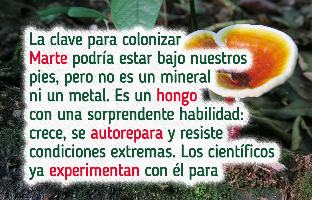 Lo que se sabe sobre los hongos y su papel inesperado en la exploración espacial Lo que se sabe sobre los hongos y su papel inesperado en la exploración espacial