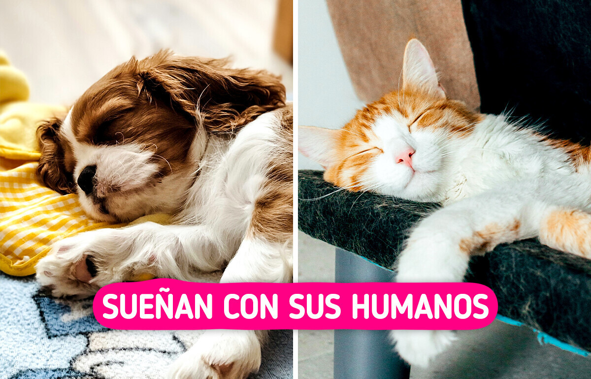 La ciencia nos da pistas sobre con qué sueñan tus mascotas mientras duermen