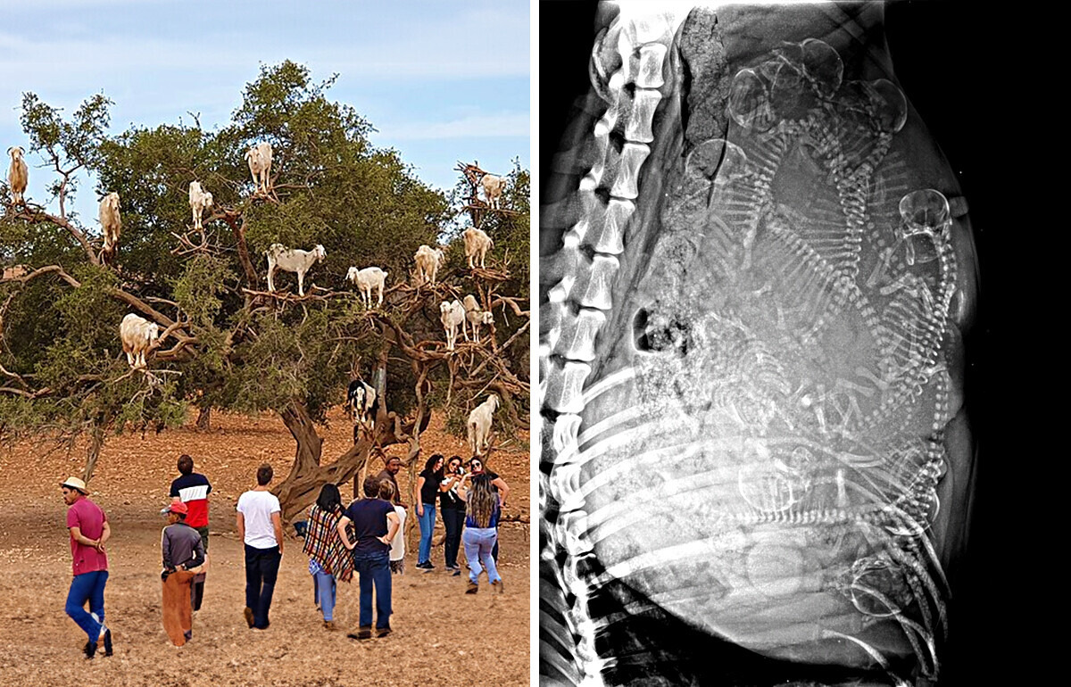 12 Imágenes tan impactantes que es difícil saber si son reales o generadas por IA