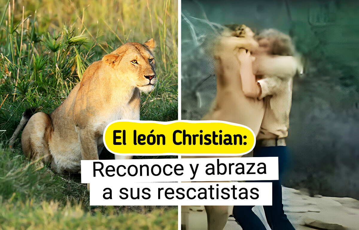 6 Conmovedores rescates de animales que podrían devolverte la fe en la humanidad