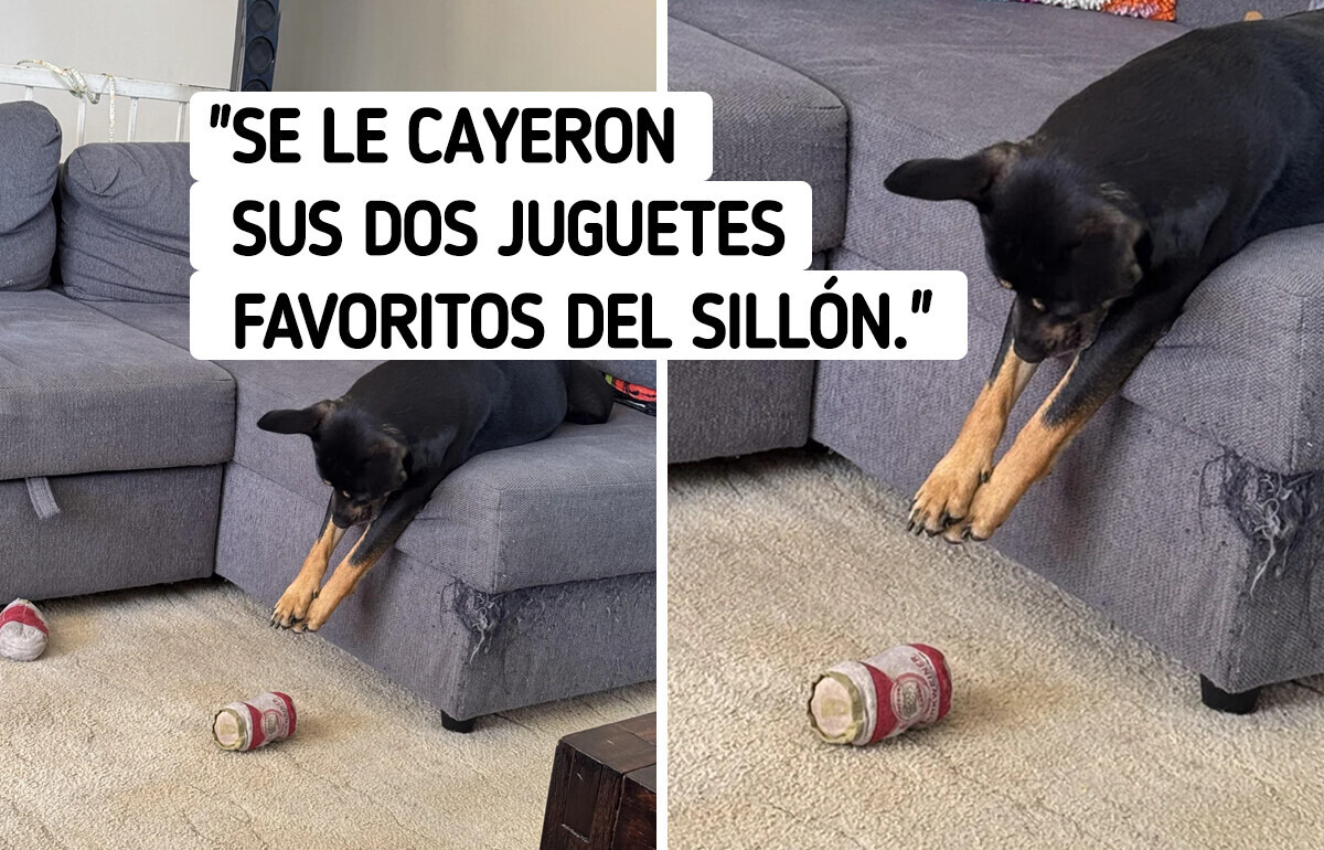 16 Animales que viven mejor que muchos humanos y ellas lo saben