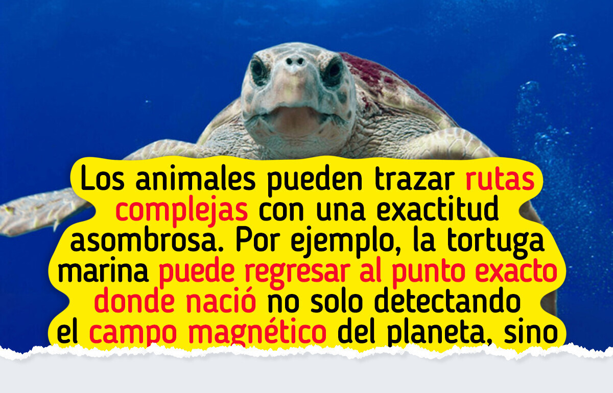 La ciencia explica cómo es que hacen los animales para no perderse
