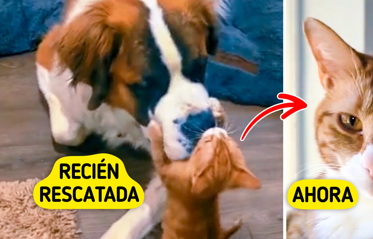 De abandonada a amada: el rescate de una gatita que cambió la vida de una familia (y una perrita gigante) De abandonada a amada: el rescate de una gatita que cambió la vida de una familia (y una perrita gigante)
