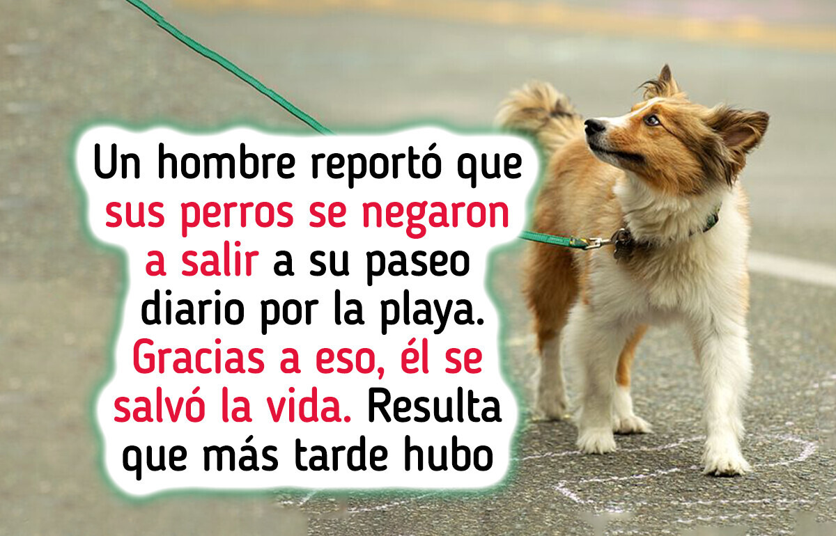 La razón detrás del “superpoder” de los animales que anticipa catástrofes La razón detrás del “superpoder” de los animales que anticipa catástrofes