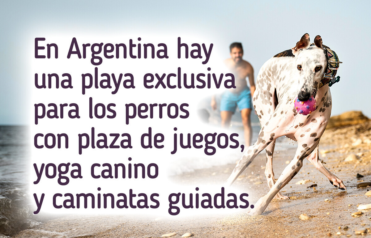 8 Playas pensadas para tu perro donde puede jugar, correr libre y nadar contigo
