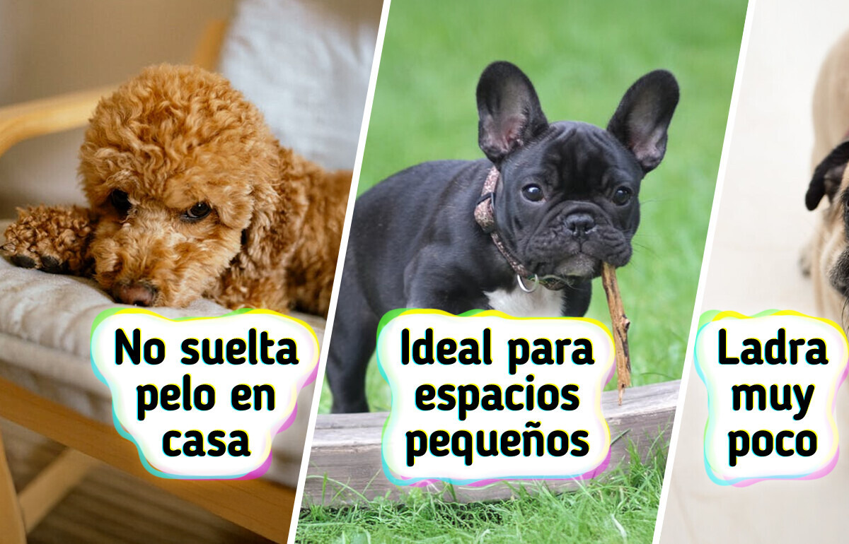 10 Perros perfectos si buscas compañía... pero no tanto trabajo 10 Perros perfectos si buscas compañía... pero no tanto trabajo