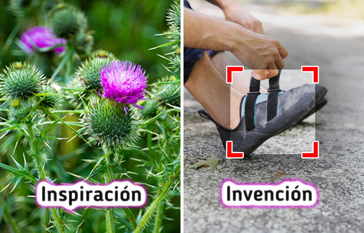 15 Ejemplos de cómo la ciencia imita a la naturaleza para innovar